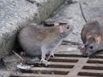 Digigit Tikus saat Bekerja, Satu Warga Bandung Barat Terpapar Virus Hanta