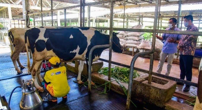 Swasta Didorong Bantu Peternak Sapi Perah