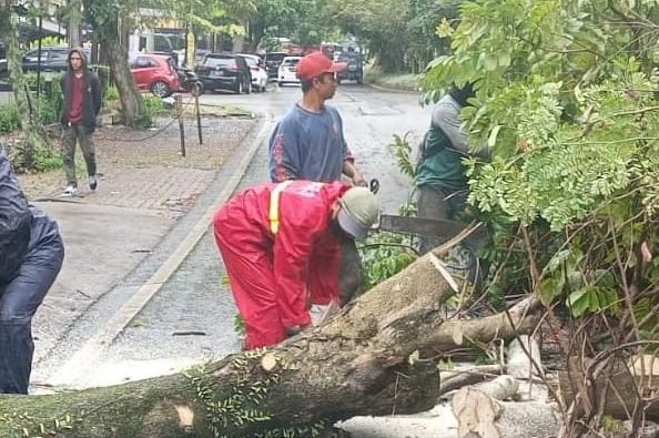 Guna Antisipasi Pohon Tumbang, Pemkot Bandung Pangkas Ribuan Pohon