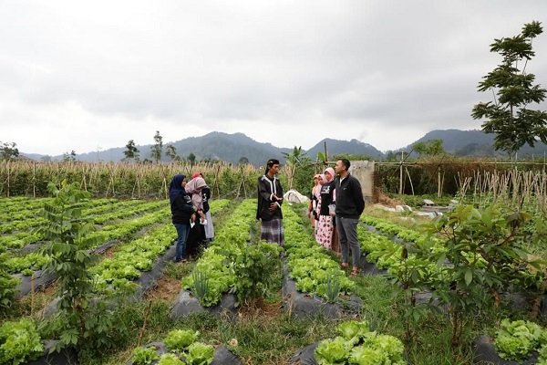 Borong Hasil Petani untuk Gelar Bazar Sayuran