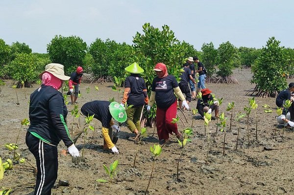 Ribuan Bibit Mangrove Ditanam di Pantai Tiris