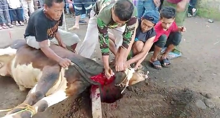 Pimpinan Jama’ah Syarikat Islam Sukamaju Majalaya Sembelih 13 Ekor Sapi
