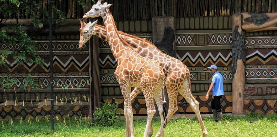 Kuasai Aset Pemkot , Pengurus Yayasan Margasatwa Tamansari Berujung Diperiksa Tipikor Kejati Jabar
