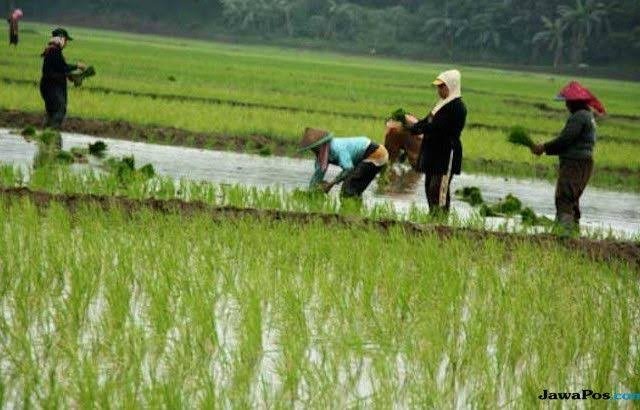 Bulog Sarankan AI dan Teknologi Olah Pangan Jadi Solusi Lahan Pertanian yang Mulai Hilang dan Tingkatkan Produksi