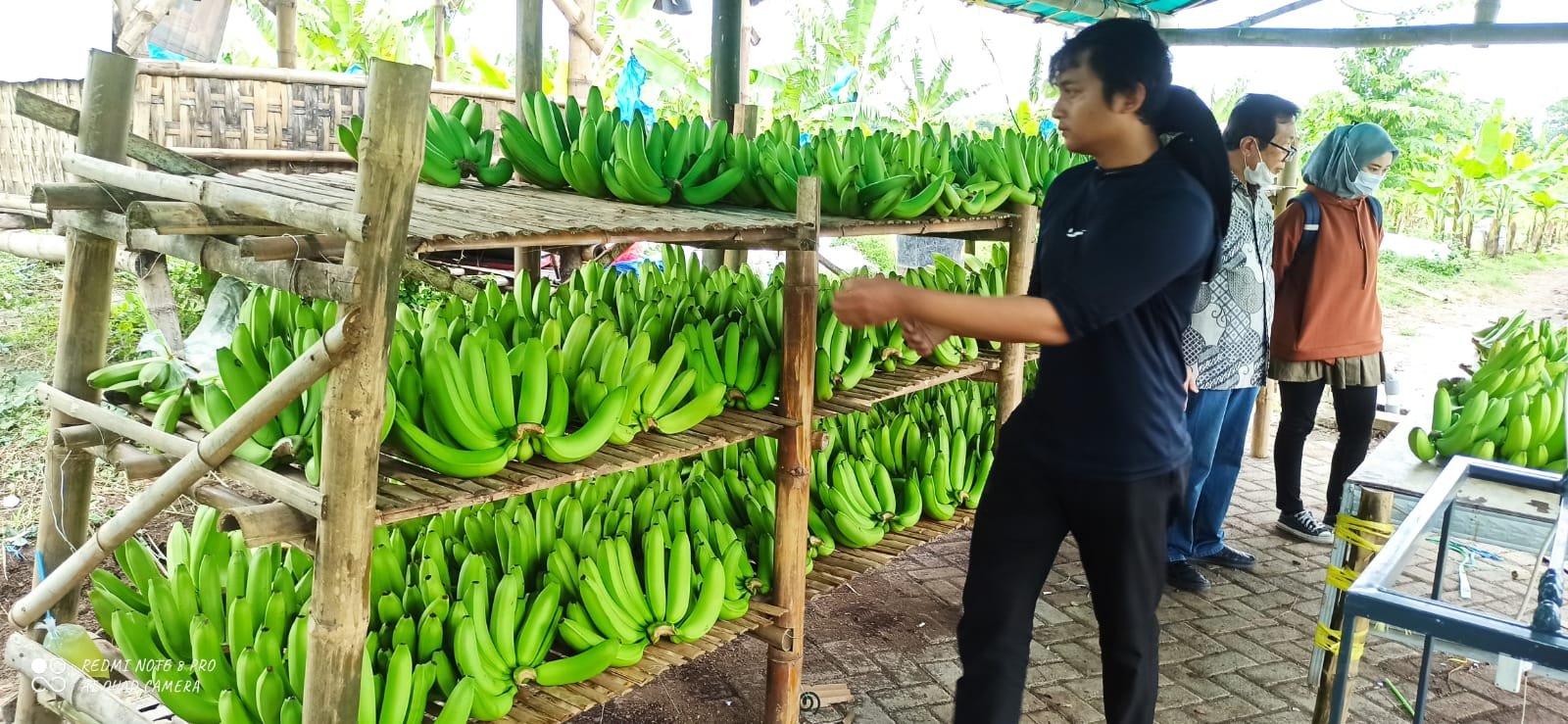Cerita Klaster Pisang Cavendish di Pasuruan, dari Lahan Non Produktif Kini Jadi Lahan Usaha yang Terus Berkembang