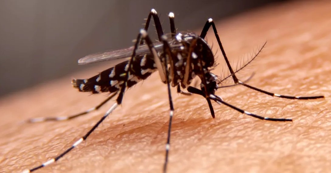 Nyamuk Wolbachia Dipastikan Aman, Pj Walikota Bandung Optimis Berhasil Cegah Sebaran DBD