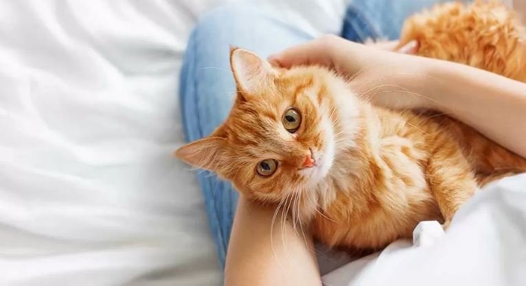 Menonton Video Kucing Baik untuk Kesehatan Mental, Begini Penjelasannya