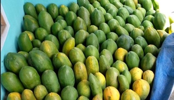 Kisah Petani Pepaya Raup Omzet Rp36 Juta Per Bulan Berkat Pinjaman Ultra Mikro BRI