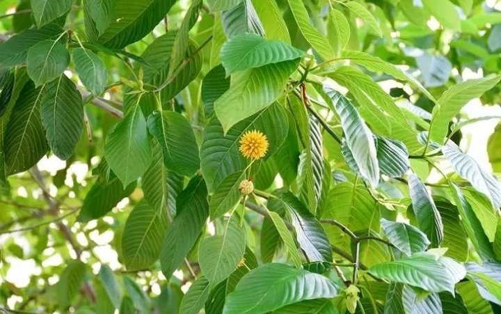 Anggota Komisi IV DPR Firman Soebagyo Minta Pemerintah Hati-hati Dalam Ambil Kebijakan Legalisasi Ekspor Tanaman Kratom