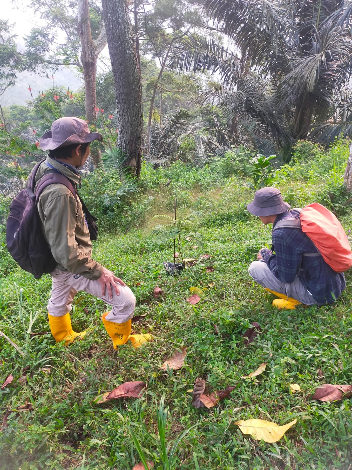 PLN Pastikan Penanaman Konservasi Hutan di Sekitar PLTA Upper Cisokan Terus Berjalan
