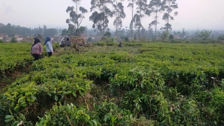 Polresta Bandung Panggil 27 Tersangka Perusak Perkebunan Teh Malabar PTPN I Regional 2