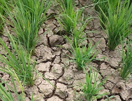 12 Kecamatan di Subang Berpotensi Alami Kekeringan