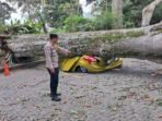 Mobil Rusak Tertimpa Pohon di Farmhouse Lembang Diganti