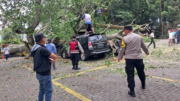 Sejumlah Kendaraan Tertimpa Pohon Tumbang di Farmhouse Lembang, Intania: Semua Segera Ditangani dan Tidak ada Korban
