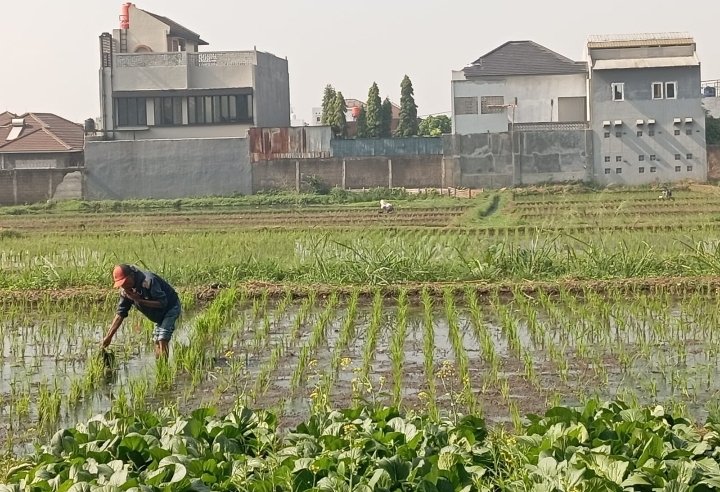 Penyempitan Lahan Pertanian, Tergerus Pembangunan Perumahan