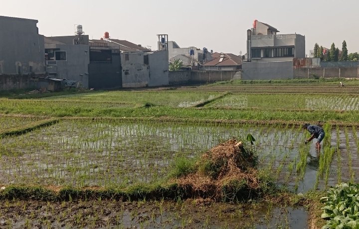 Penyempitan Lahan Pertanian, Tergerus Pembangunan Perumahan