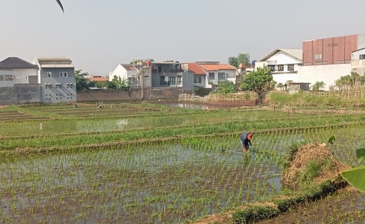Penyempitan Lahan Pertanian, Tergerus Pembangunan Perumahan