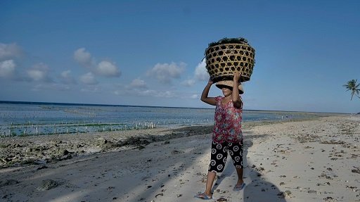 Pemberdayaan BRI Tingkatkan Skala Usaha Klaster Usaha Rumput Laut Semaya di Nusa Penida