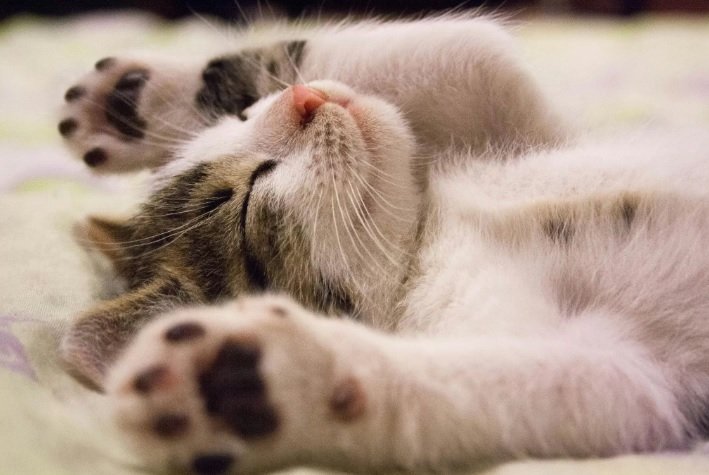 Ternyata Alasan Kucing Menjilati Anda Punya Maksud Tertentu, Ilmuwan Ungkap Beberapa Teori Ini
