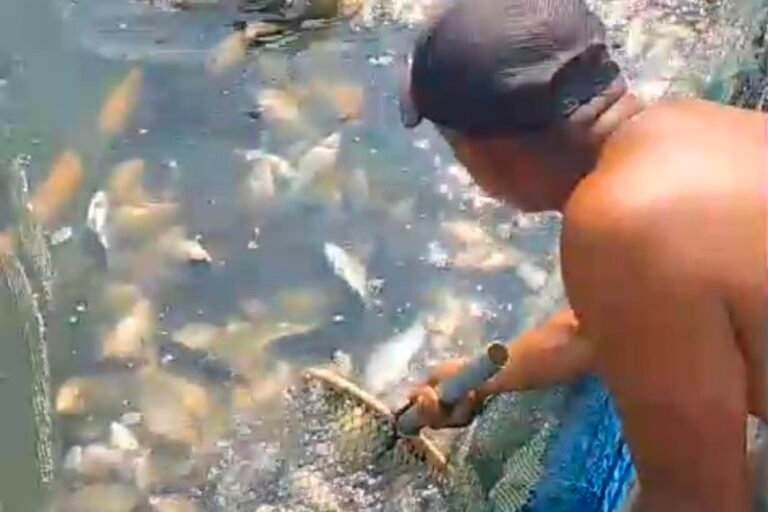 Belasan Ton Ikan di KJA Bandung Barat Mati Massal