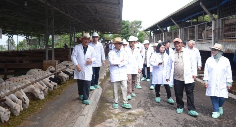 Diiniasi OJK, Ekosistem Pembiayaan Peternak Domba Mulai Menuai Hasil