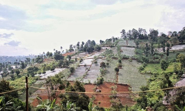 Dugaan Alih Fungsi Lahan di Kawasan Bandung Utara Dago Giri, Bandung Barat