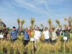 Pj Bupati Indramayu Dedi Taufik Optimistis Panen Raya Bisa Jaga Stabilitas Harga