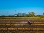 Peran Aktif BRI Dukung Ketahanan Pangan, Salurkan Kredit Senilai Rp199,83 Triliun di Sektor Pertanian