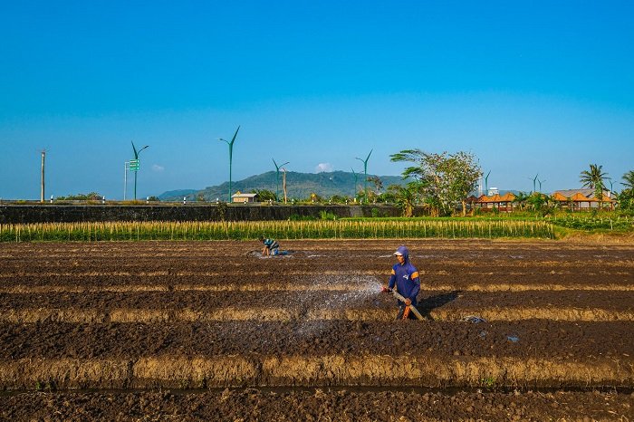 Peran Aktif BRI Dukung Ketahanan Pangan, Salurkan Kredit Senilai Rp199,83 Triliun di Sektor Pertanian