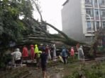 Pohon Besar Tumbang Timpa Pemukiman Warga Mahmud, Pamoyanan, Kota Bandung