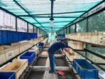 Solusi Inovatif Pengelolaan Sampah Organik di Kota Bandung