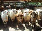 Penyakit Mulut dan Kuku atau PMK Terkendali, Pemda Dorong Peran Mandiri dalam Vaksinasi, Ini Penjelasan Dinas Ketahanan Pangan dan Peternakan Provinsi Jawa Barat