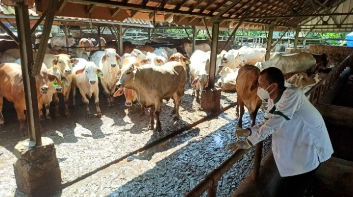 Dispernakan KBB Pastikan Stok Daging Ayam dan Sapi Aman Jelang Lebaran