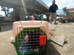 Bandung Sterilkan Seribu Kucing Liar, Waspadai Ancaman Virus dari Hewan