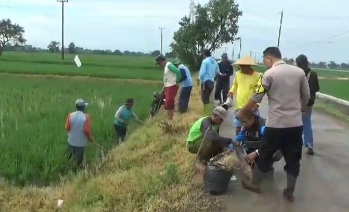 TNI dan Polri Kompak Bantu Petani Basmi Hama Tikus, Ini Aksi Mereka