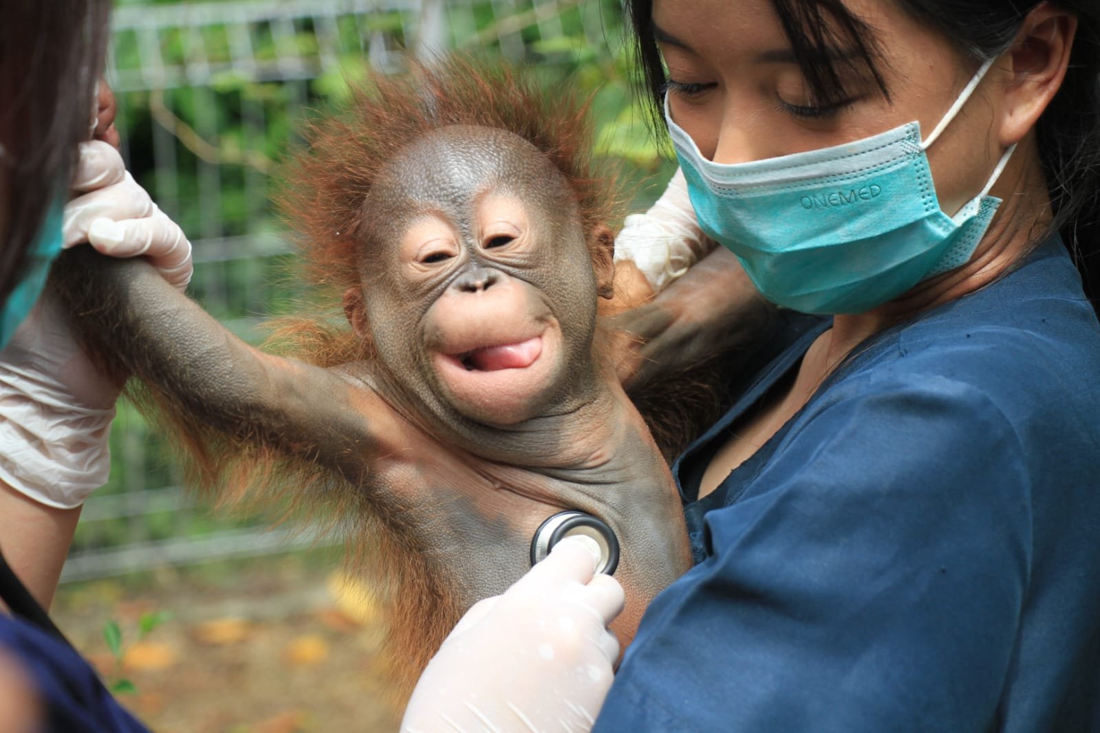 Bandung Zoo, Orangutan Kalimantan Mencari Orang Tua Asuh