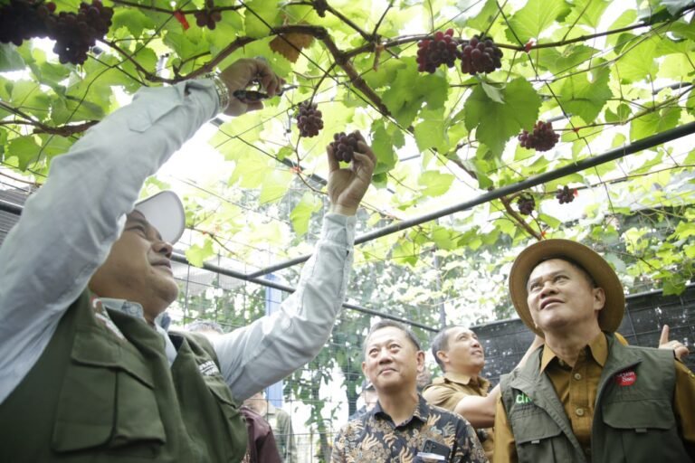 Panen Buruan Sae Mengger Anggur Kualitas Tinggi