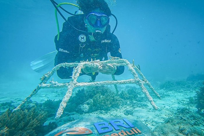 BRI Menanam ‘Grow & Green’ Transplantasi Terumbu Karang, Jadi Ujung Tombak Pelestarian Ekosistem Laut di NTB