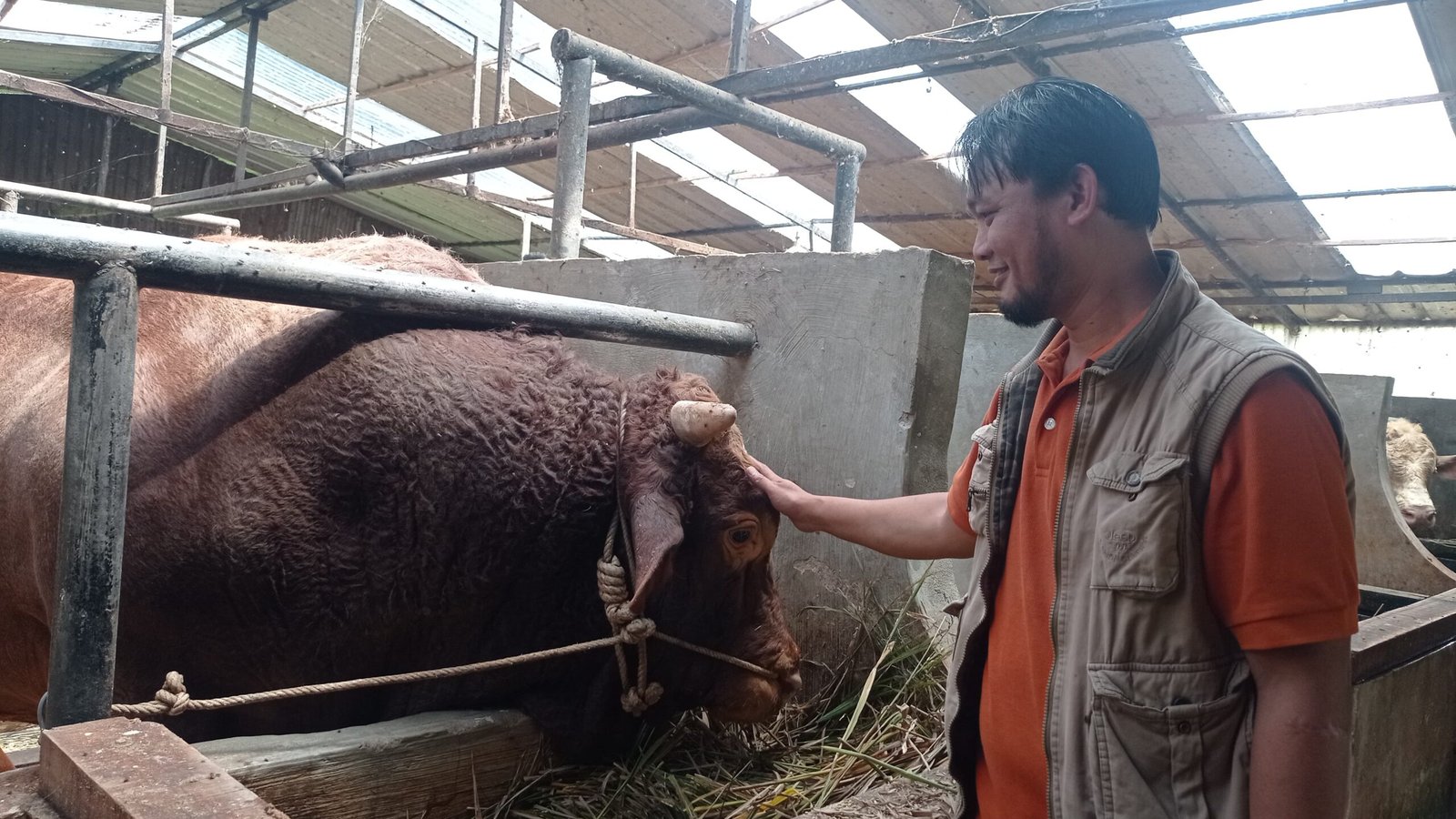 Dua Sapi asal Bandung Barat Dipilih Presiden Prabowo jadi Hewan Kurban