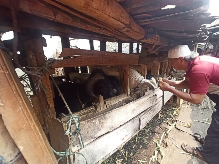 Jelang Iduladha, Pemkot Cimahi Perketat Lalulintas Hewan Ternak