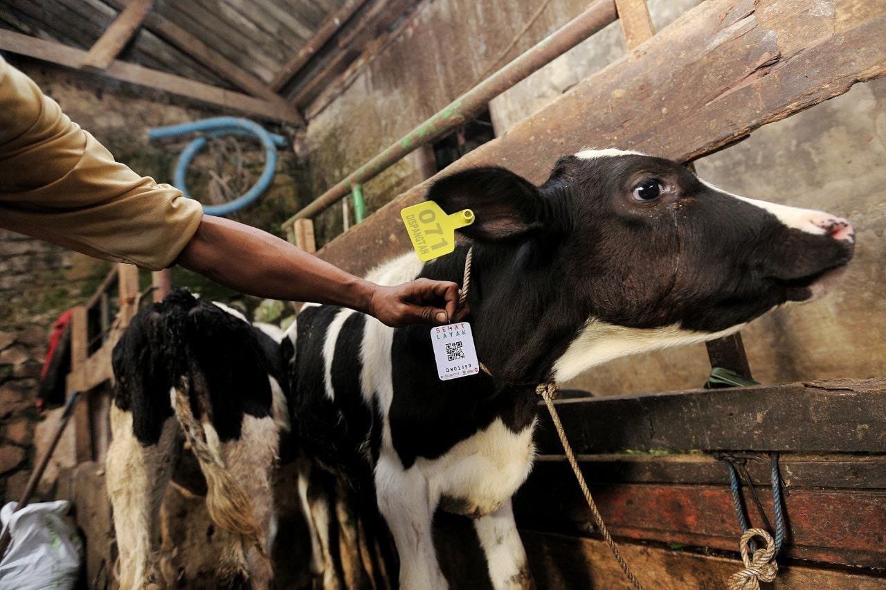 Kurban Bukan Sekadar Ritual, Bandung Luncurkan Kalung Sehat Barcode untuk Hewan Kurban