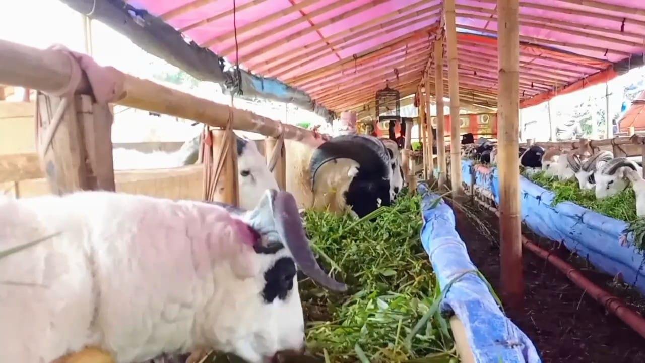 Pasar Dadakan Hewan Kurban, Strategi Jitu Pedagang Musiman Serbu Jalur Emas di Bandung