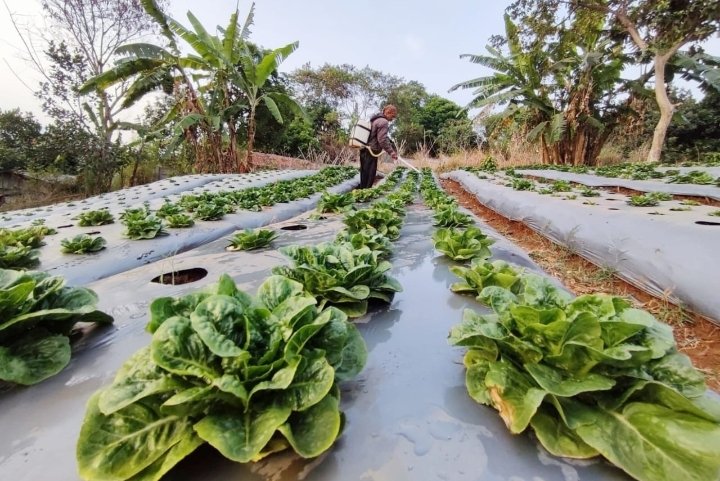 Struktur PDB Indonesia pada Triwulan I 2025