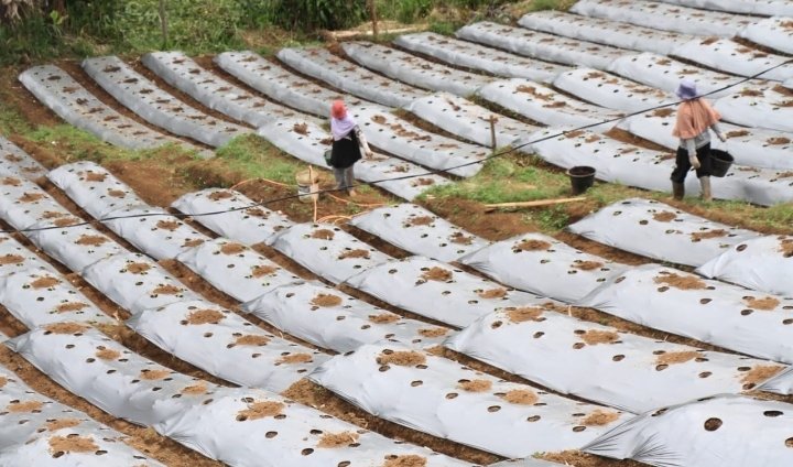 Struktur PDB Indonesia pada Triwulan I 2025