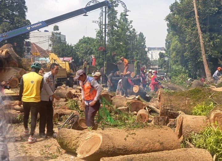 Pohon Raksasa Tumbang di Jalan Ir H Djuanda Alias Dago Kota Bandung, Pengendara Sepeda Motor Patah Tangan