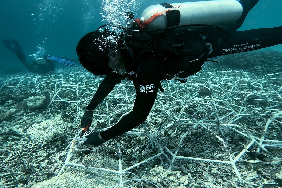 Jaga Ekosistem Laut Tetap Lestari, Ini Aksi Nyata BRI Menanam-Grow and Green di Pulau Kapoposang