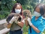 Kelahiran Bayi Binturong Jawa Kembar di Bandung Zoo