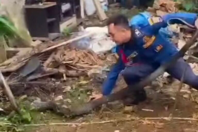 Damkar Bandung Barat Evakuasi Ular King Cobra Berukuran Jumbo
