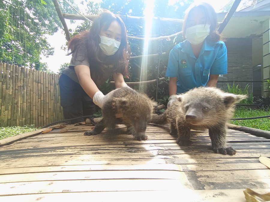 Kelahiran Bayi Binturong Jawa Kembar di Bandung Zoo
