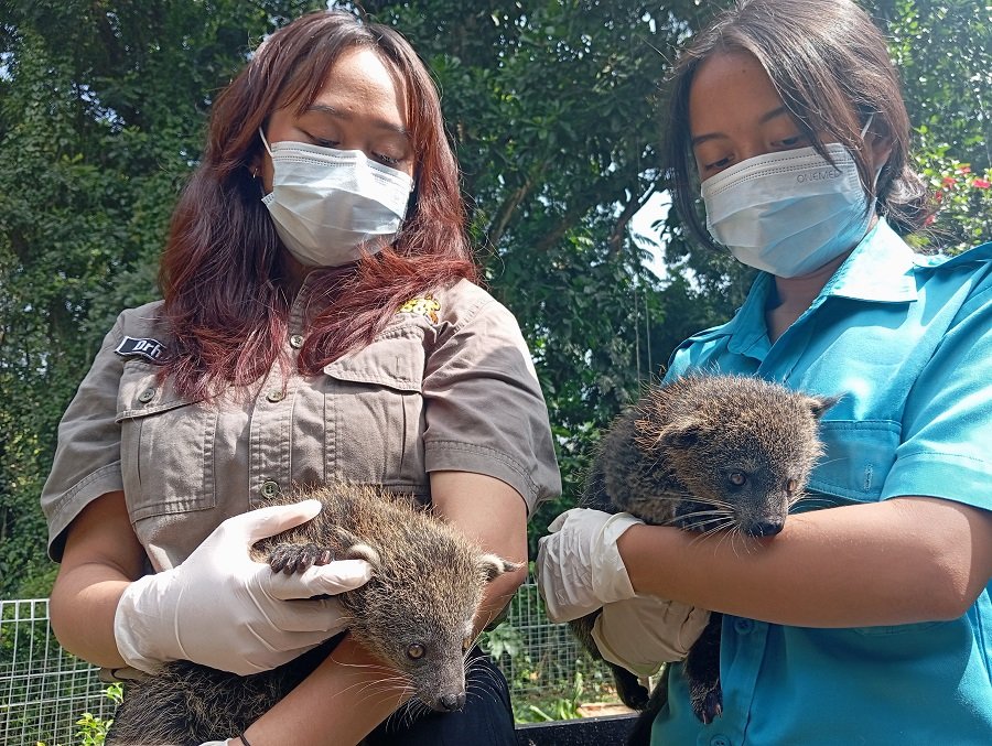 Kelahiran Bayi Binturong Jawa Kembar di Bandung Zoo